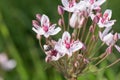 Flowering rush Butomus umbellatus flower with honeybee